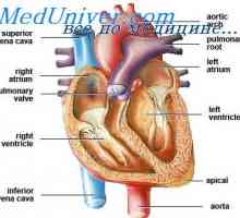 Închiderea găurile ovale ale inimii. închiderea incompletă a foramen ovale patent