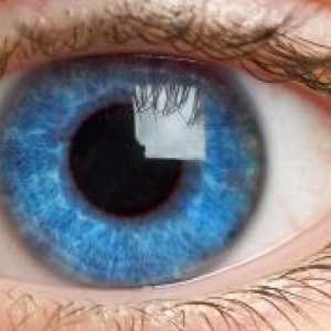 Dinamica de creștere și dezvoltare a ochiului uman