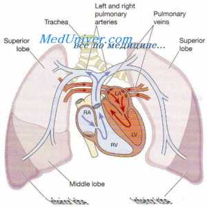 Curg zona in plamani. Varietăți fluxului sanguin pulmonar