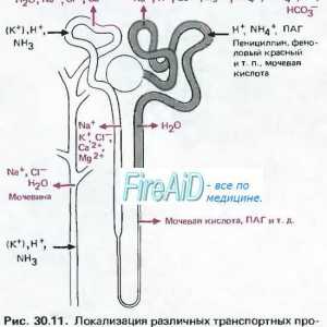 Fiziologia nefronului. nefroni corticale și juxtamedullary