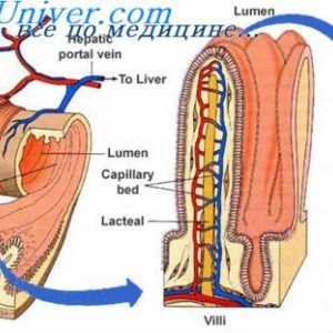 Modificări în arterele uterine la gestoză. Prognosticul arterelor uterine modificate