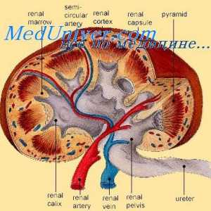 Rolul glomerulotubulyarnogo mecanism renal. Rolul renină în reglarea funcției renale