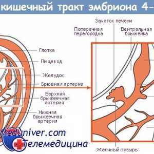 Intestinele embrionului. Formarea intestinului fetale