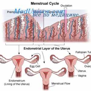 Ciclu anovulatorie. fete adolescenta si debutul menstruatiei