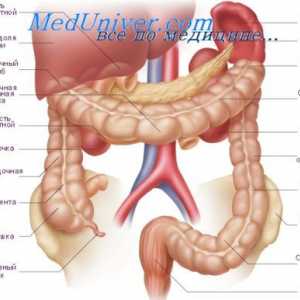 Peristaltismul intestinului gros. Forme de activitate motorie a intestinului gros