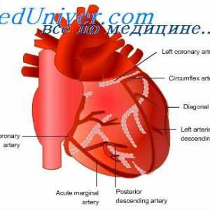 Reglementarea fluxului sanguin coronarian. reglare nervoasă a fluxului sanguin cardiac