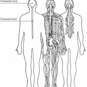 Organizarea sistemului nervos