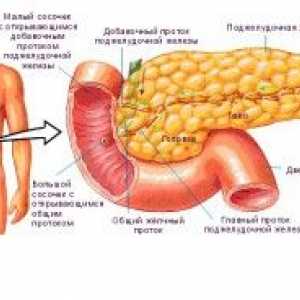 Caracteristici ale structurii și poziția pancreasului umane, topografie și anatomie
