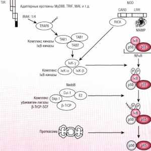 Patogeneza mod NFkB / rel în reacție la bacterii ale epiteliului intestinal