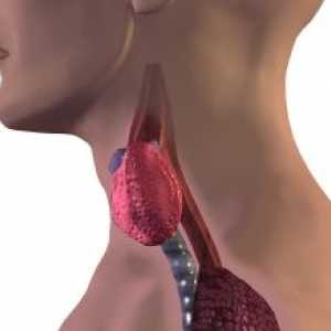 Hipotiroidism primar este o glanda tiroida: cauze, tratament, simptome, semne