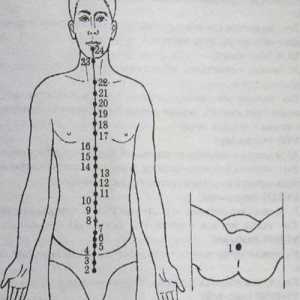 Amplasarea și anatomie a punctelor corpului pentru aromaterapie. Zadnesredinny Meridian du Mai