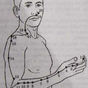 Amplasarea și anatomie a punctelor corpului pentru aromaterapie. colon Meridian