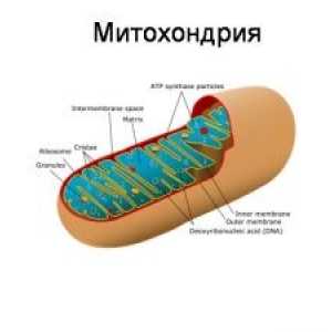 Tulburări de fosforilare oxidativ mitocondrial
