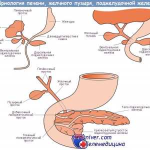 Formarea canalului pancreatic. Etapele de dezvoltare a pancreasului