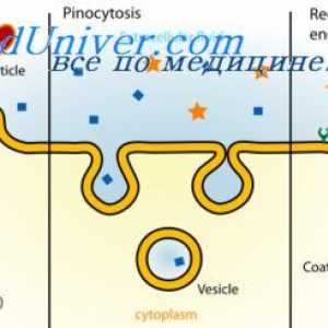Caracteristicile celulelor. Endocytosis si pinocitoză