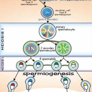 Spermatogeneza. etapele de spermatogeneză
