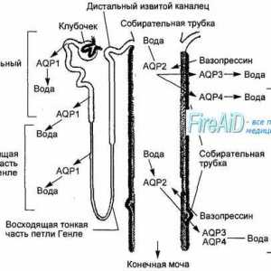 Canalul urechii interne. Anatomia a canalului auditiv intern.