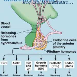Receptori hormonali intracelular. Mecanisme de mediatori secundari