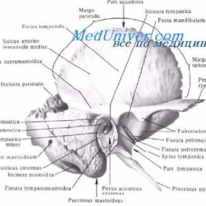 Ventricule ale creierului fetale. plex vasculară a fătului