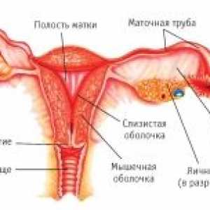 Genital feminin cancer: funcția, de dezvoltare, structura