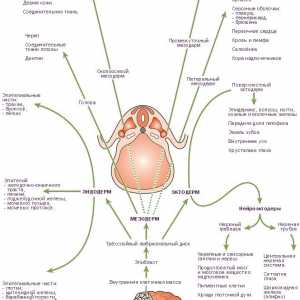 Amnioembrionalny de buzunar. straturi germinale embrionare umane