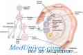 Mecanisme și întârzieri reluarea meiozei în ovocit