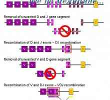 Etichete anticorpi alelice. excluderea alelică anticorpului