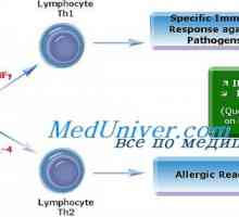 Alergenii. T helper de tip 2 (Th2) în reacțiile alergice