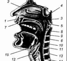 Structura anatomică a faringelui