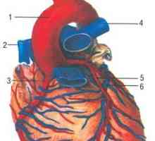 Anatomia arterelor inimii