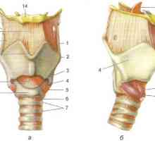 Anatomie a laringelui
