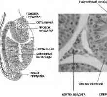 Anatomia și fiziologia sistemului reproductiv masculin