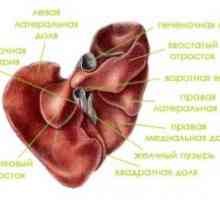 Anatomia și fiziologia ficatului uman