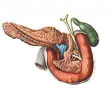 Anatomia și fiziologia pancreasului