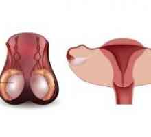 Anatomia și fiziologia testiculelor