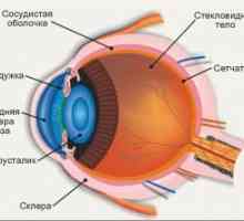 Anatomia și fiziologia retinei
