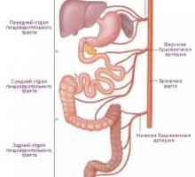 Anatomia și fiziologia stomacului uman