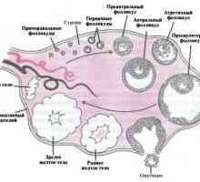Anatomia și fiziologia sistemului de referință reproductiv feminin