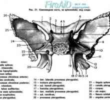 Anatomie: sfenoid