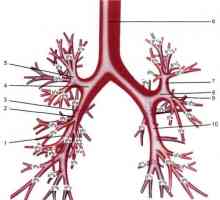 Anatomia a bronhiilor mari