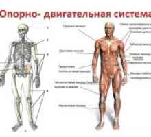 Anatomia, structura, formarea sistemului musculo-scheletic al omului