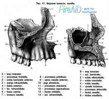 Anatomie: maxilo