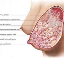 Anatomia sânului femeii