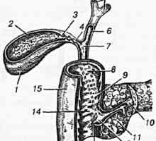 Informații Anatomic și fiziologice despre boli ale vezicii biliare și căile zhelcheotvodyaschih