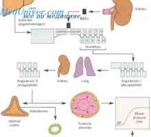 Anomaliile sistemului cromafin embrionar. Dezvoltarea sistemului excretor al fătului