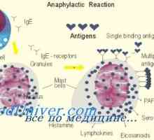 Antigen prezentând funcția celulelor dendritice de imunomodulatori. Efectul imunomodulatoare asupra…