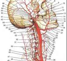 Arterele ale capului și gâtului. Arterele Prima divizie
