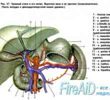 Arterele organelor interne ale embrionului. Formarea arterelor organelor interne ale fătului