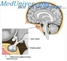 Fiziologia lobului posterior al glandei pituitare. Structura vasopresină și oxitocină
