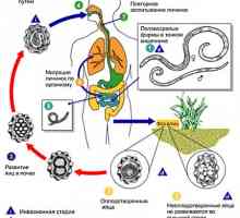 Paraziți umane roundworm (viermi intestinali, viermi), boala ascaridiaza la adulți